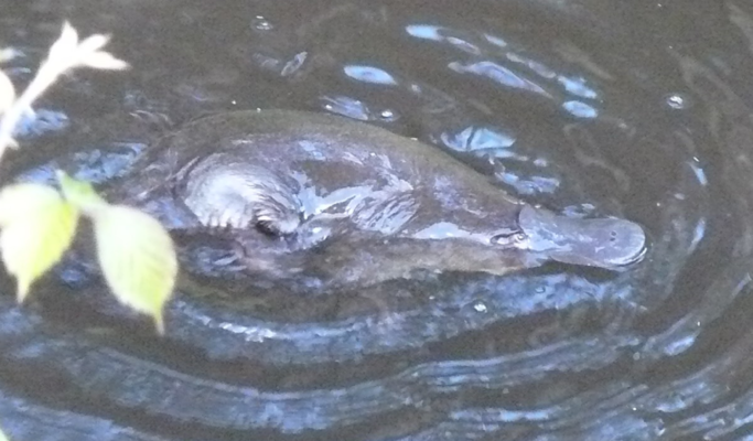 A Platypus swimming in the creek and using its rear paw to scratch its self